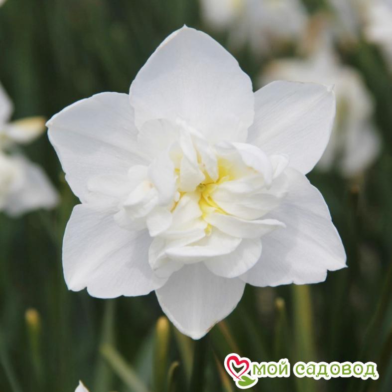 Нарцисс махровый Сноуболл