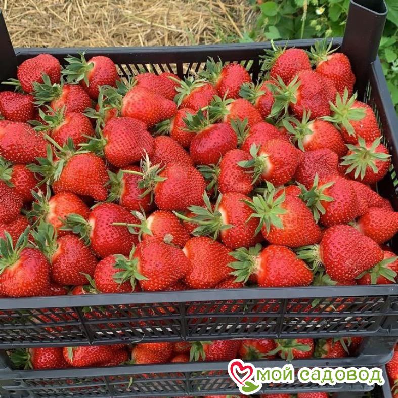 Клубника (крупноплодная) Кент