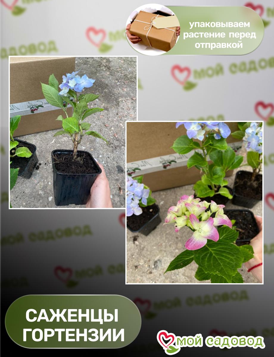 Гортензия крупнолистная Мэджикал Грин Клауд ЗКС